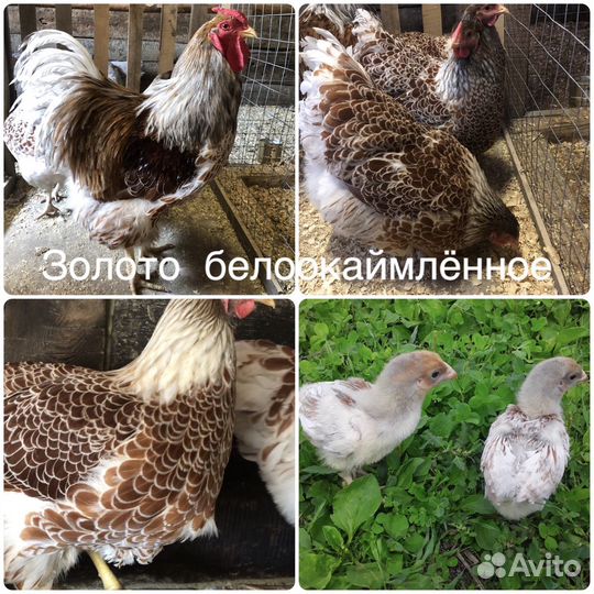 Виандот цыплята