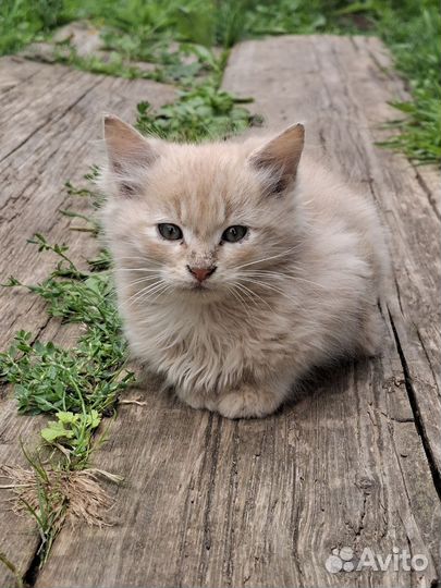 Котята в добрые руки бесплатно