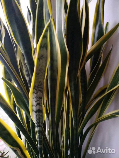 Сансевиерия Щучий хвост 90см