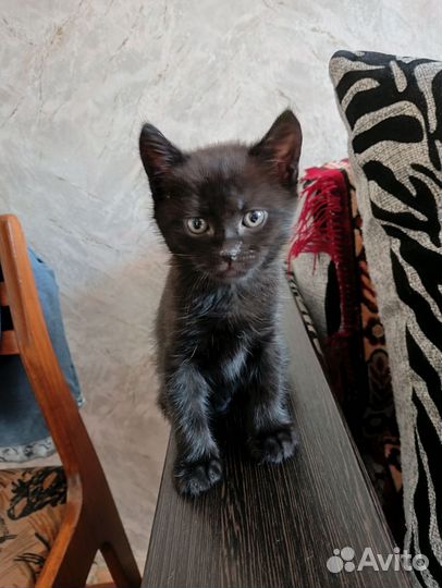 Котик бесплатно