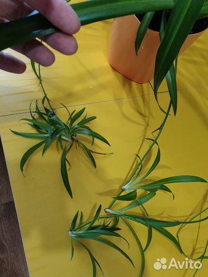 Хлорофитум