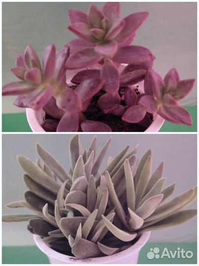 Суккуленты