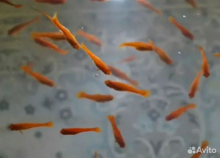 Мальки меченосцев