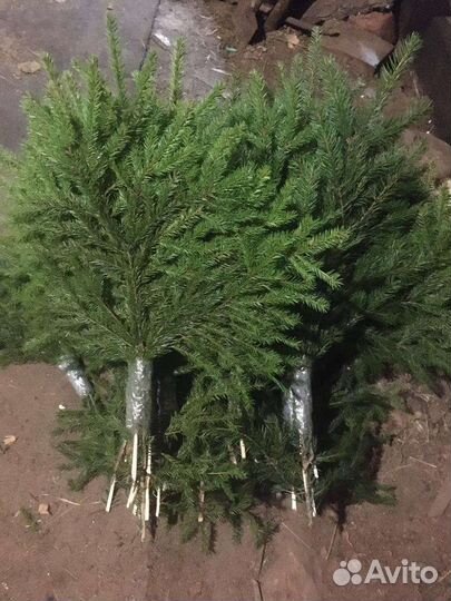 Лапник еловый