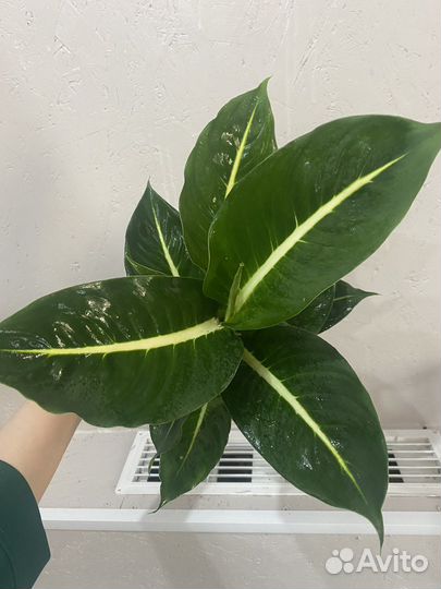 Комнатные растения