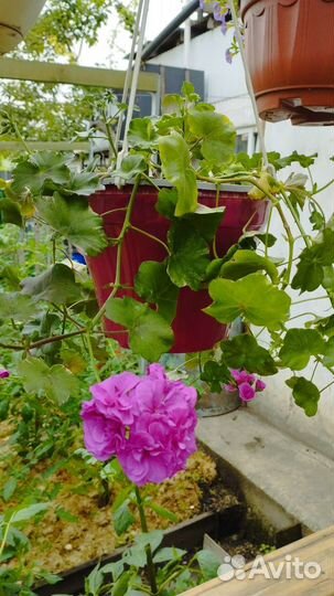 Пеларгония герань плющелистные