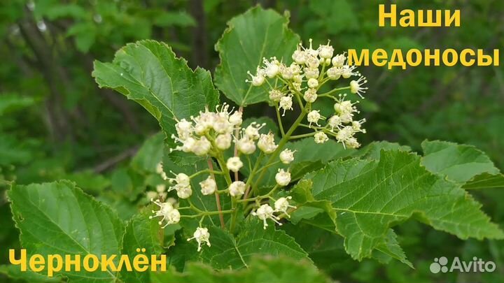 Мед чернокленовый оптом