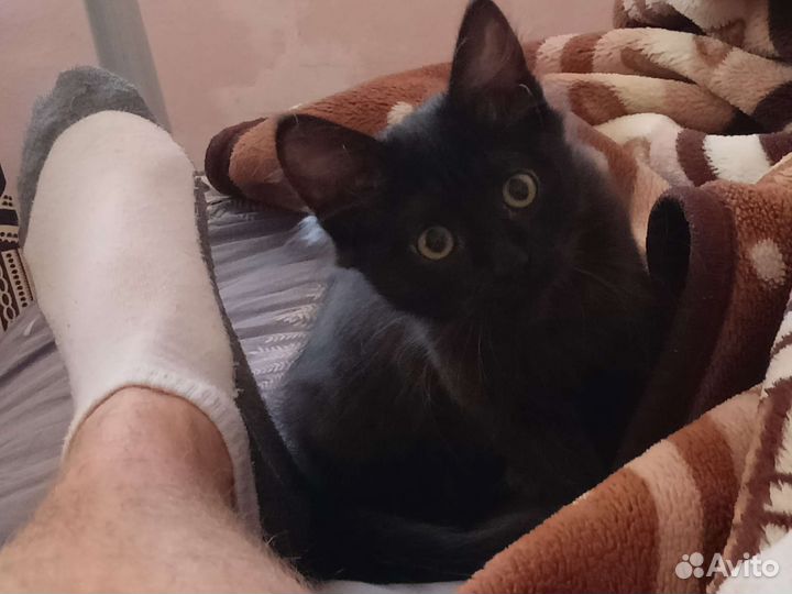 Котик в добрые руки