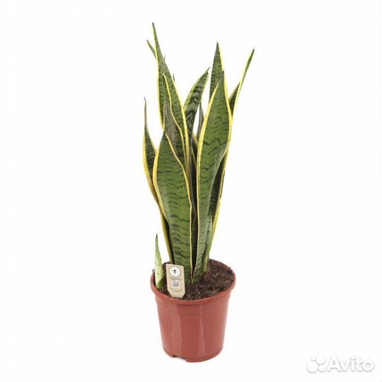 Растения для офиса и дома