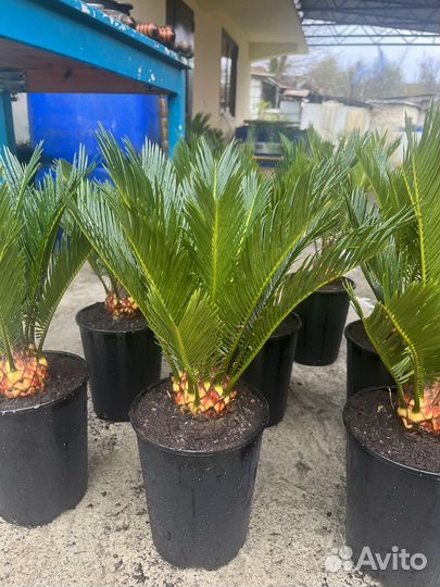 Саговник (цикас)