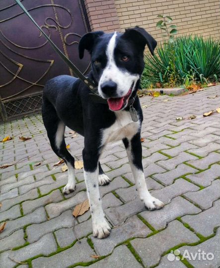 Метис питбуля