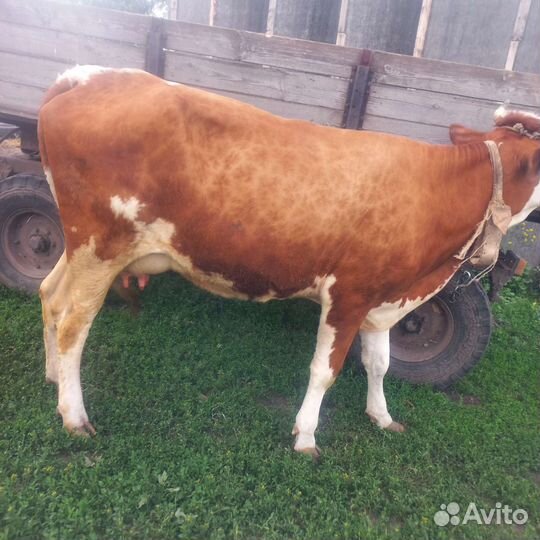 С/х животные