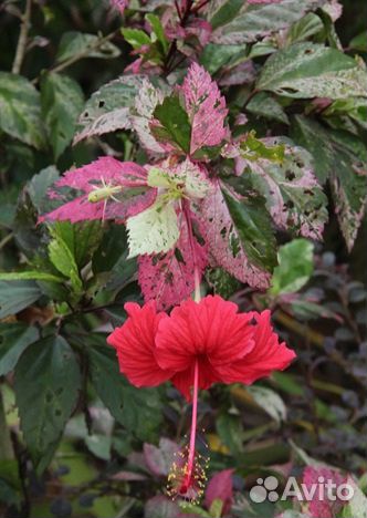Гибискус комнатный