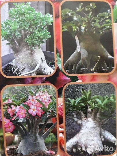 Адениумы сортовые