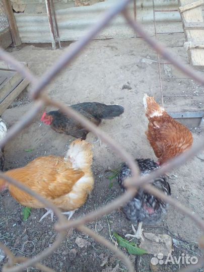 Инкубационное яйцо