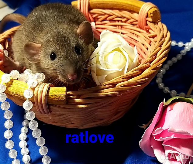 Крысята мальчишки от ratlove