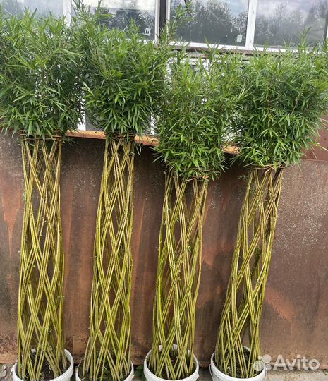 Деревя плетеные из ивы