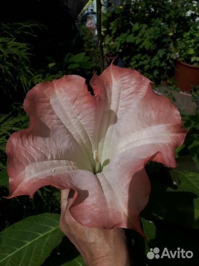 Бругмансия