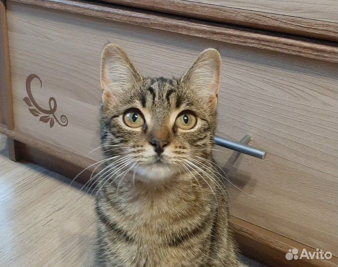 Кошечка в добрые руки