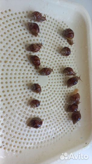 Улитки ахатины ретикулята