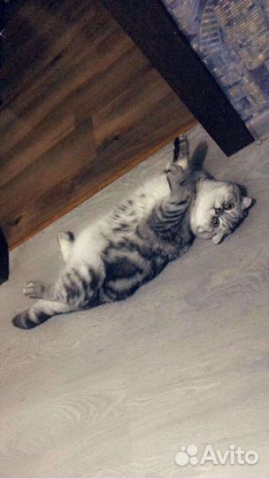 Вязка шотландского красавца