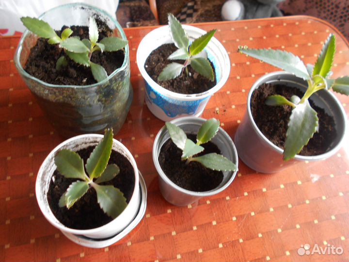 Каланхоэ лечебный