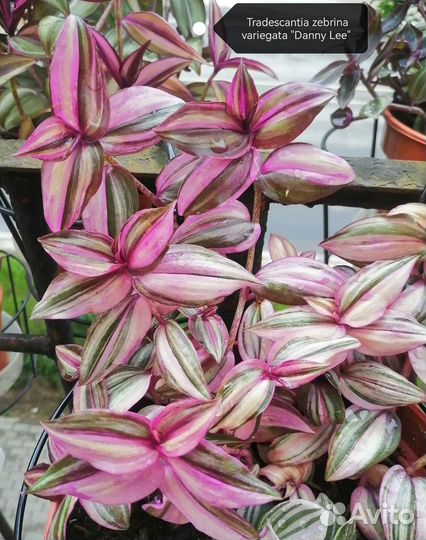 Традесканция зебрина Danny Lee