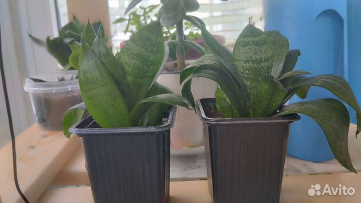 Комнатные растения. Сансевиерия Ханни