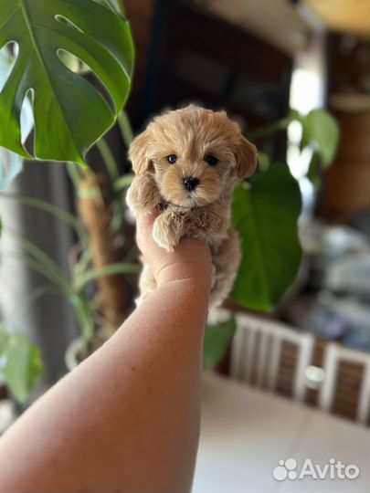 Мальтипу f1 mini