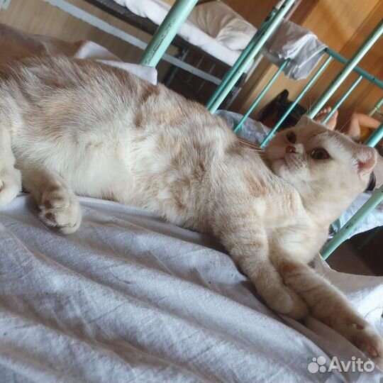 Скоттиш фолд вязка