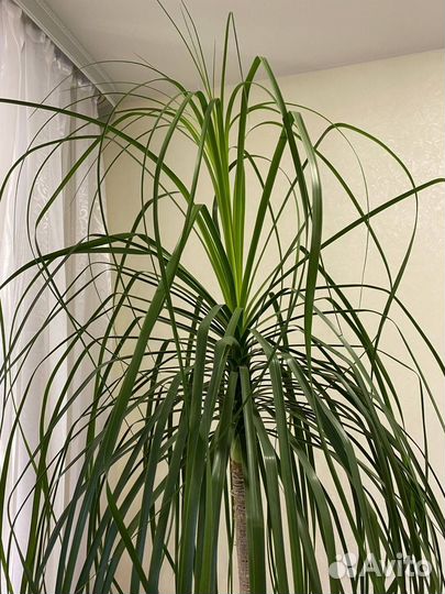 Бокарнея Нолина Пальма