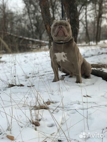 Вязка кобель американский булли