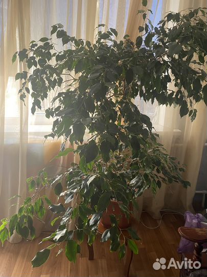 Комнатные растения цветы