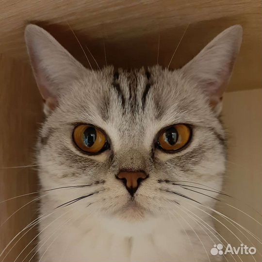 Ищем жениха)