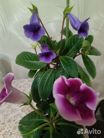 Глоксиния, тидея