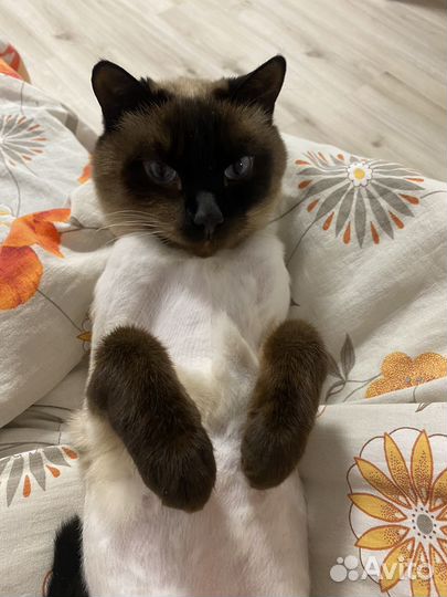 Педежержка домашних животных / выгул