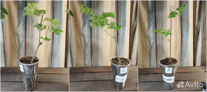 Виноград Алвика