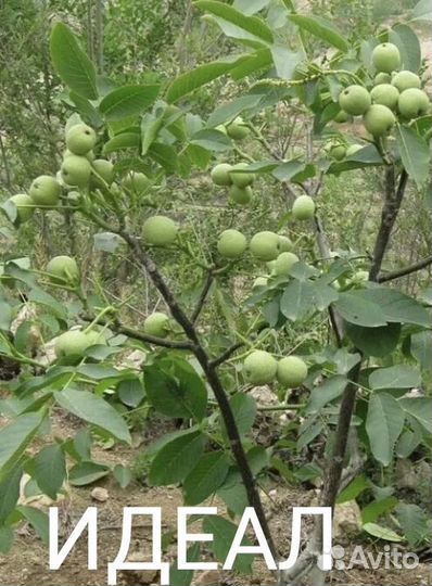 Грецкий орех саженцы