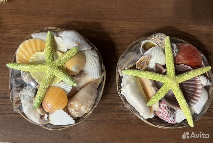 Морские ракушки раковины и коралы