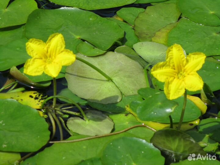 Цветущее растение для пруда (Болотоцветник)