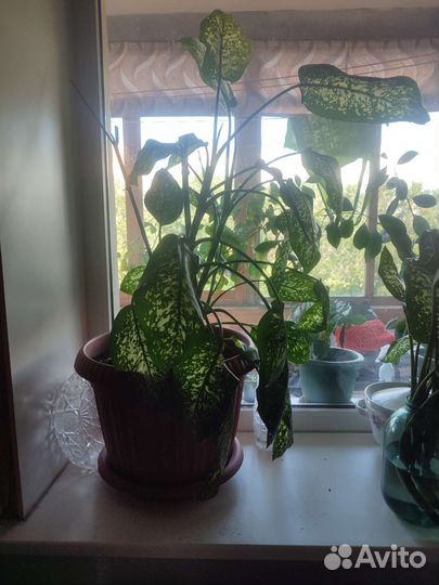 Диффенбахия большой красивый цветок в горшке