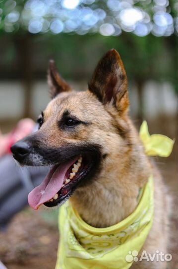 Собака в добрые руки