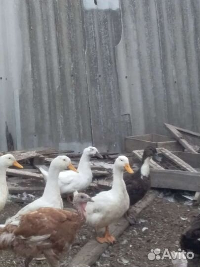 Продам уток, цесарок и крольчат