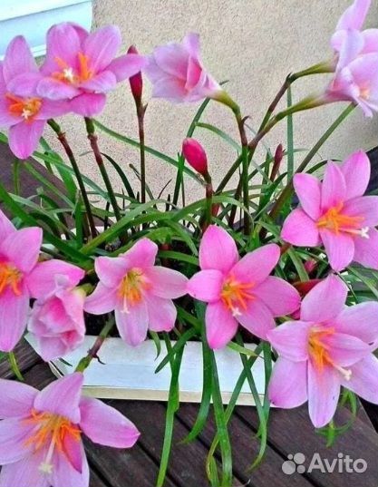 Зеферантес розовый