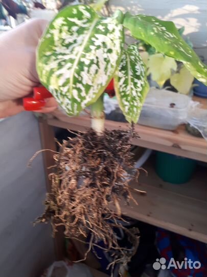 Диффенбахия Рефлектор