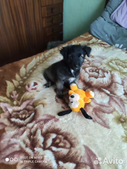 Отдам щенка в добрые руки