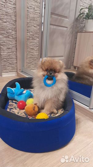 Померанский шпиц