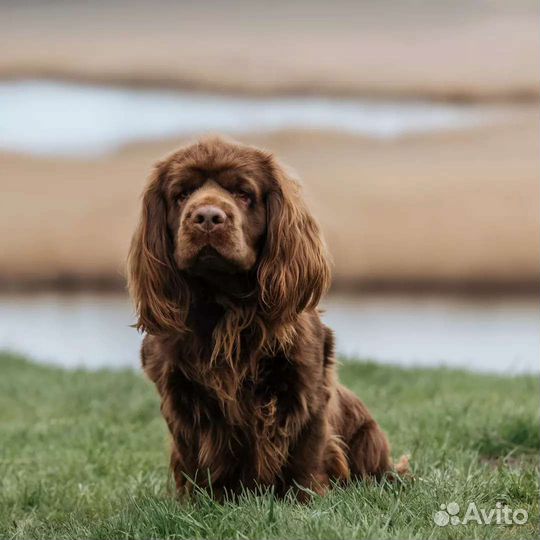 Щенки суссекс спаниеля