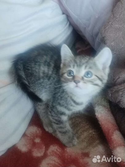 Котятки в добрые руки