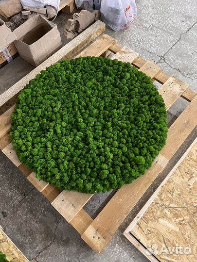 Круглое панно из мха